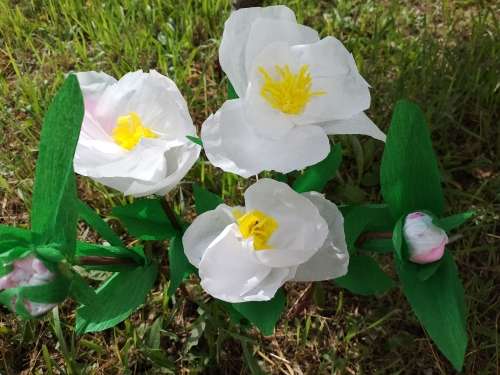 Марьин корень