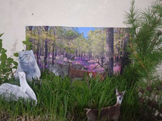  Дикие Животные Забайкалья