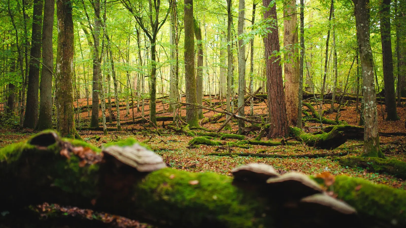 К зубрам, замкам и БелАЗам — 6