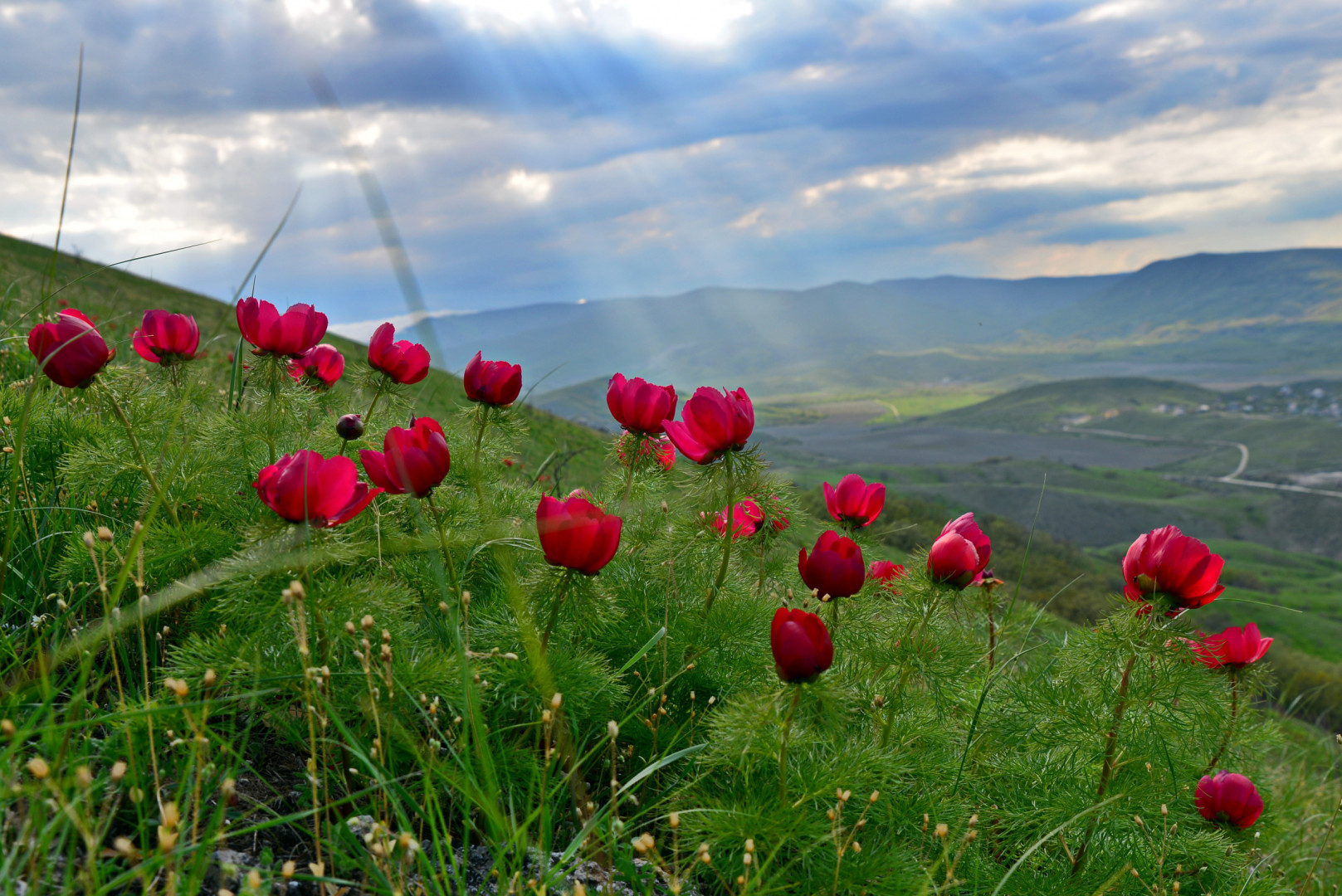 День в Крыму: Мрия, сакура и Ялта — 8