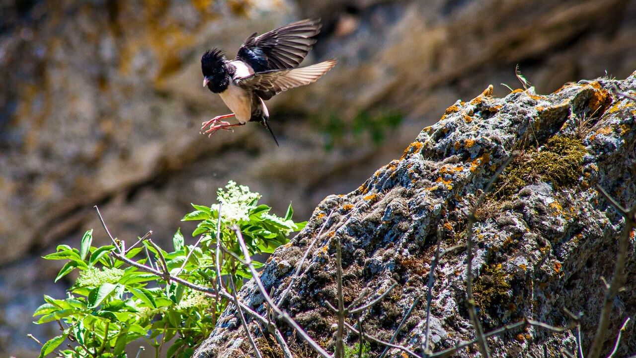 Два озера — Два моря: тюльпаны и Генеральские пляжи