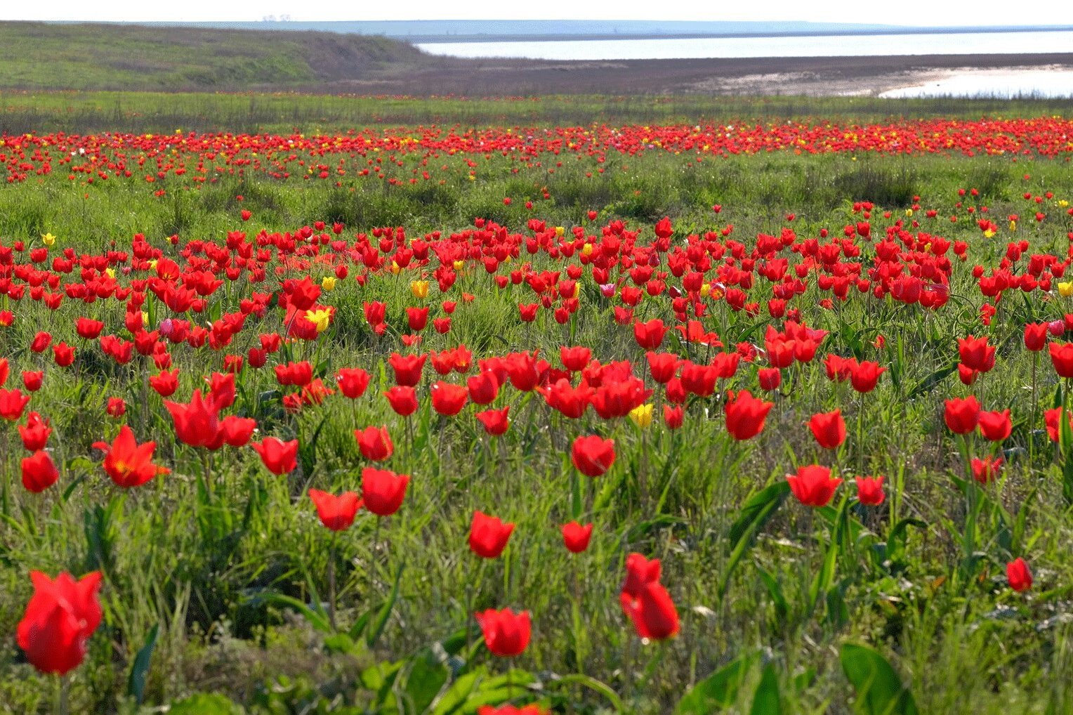 Фестиваль тюльпанов в Калмыкии: Страна Бумба, степи и барханы — 5
