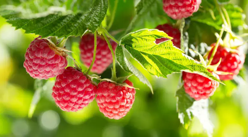 Raspberries are rich in antioxidants, including anthocyanins and vitamin C