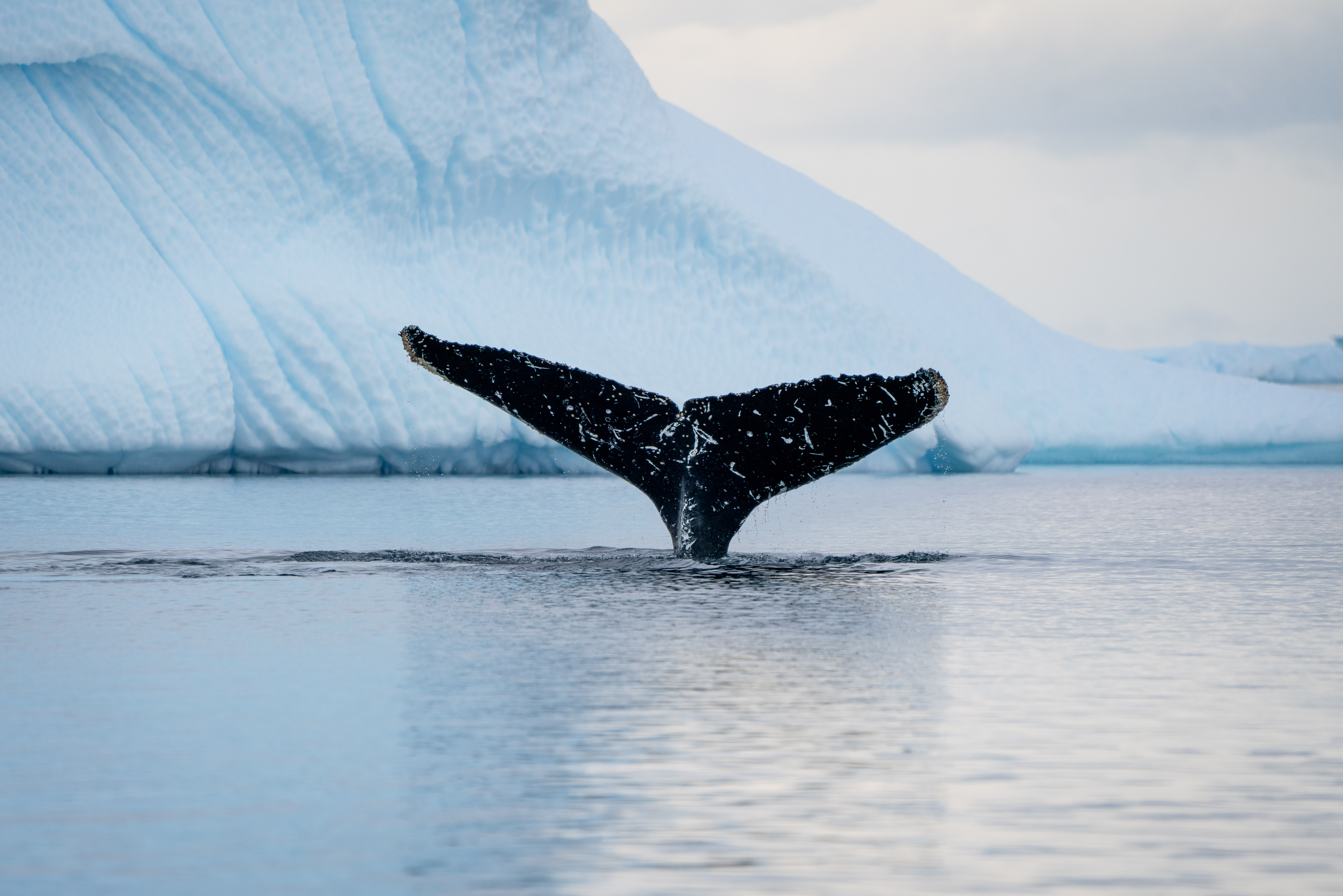 Antarctic Peninsula Odyssey cruise