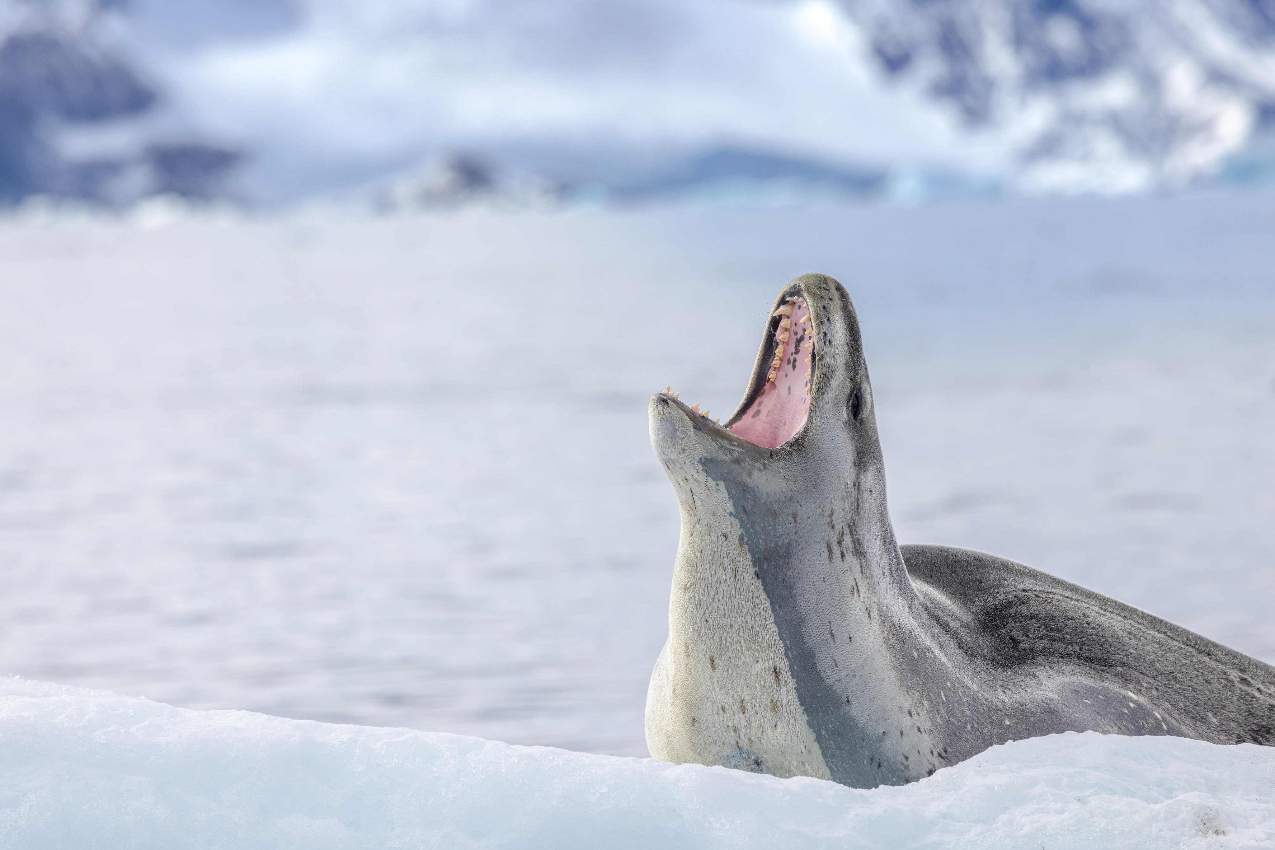 Antarctic Wonders: roundtrip cruise from Ushuaia