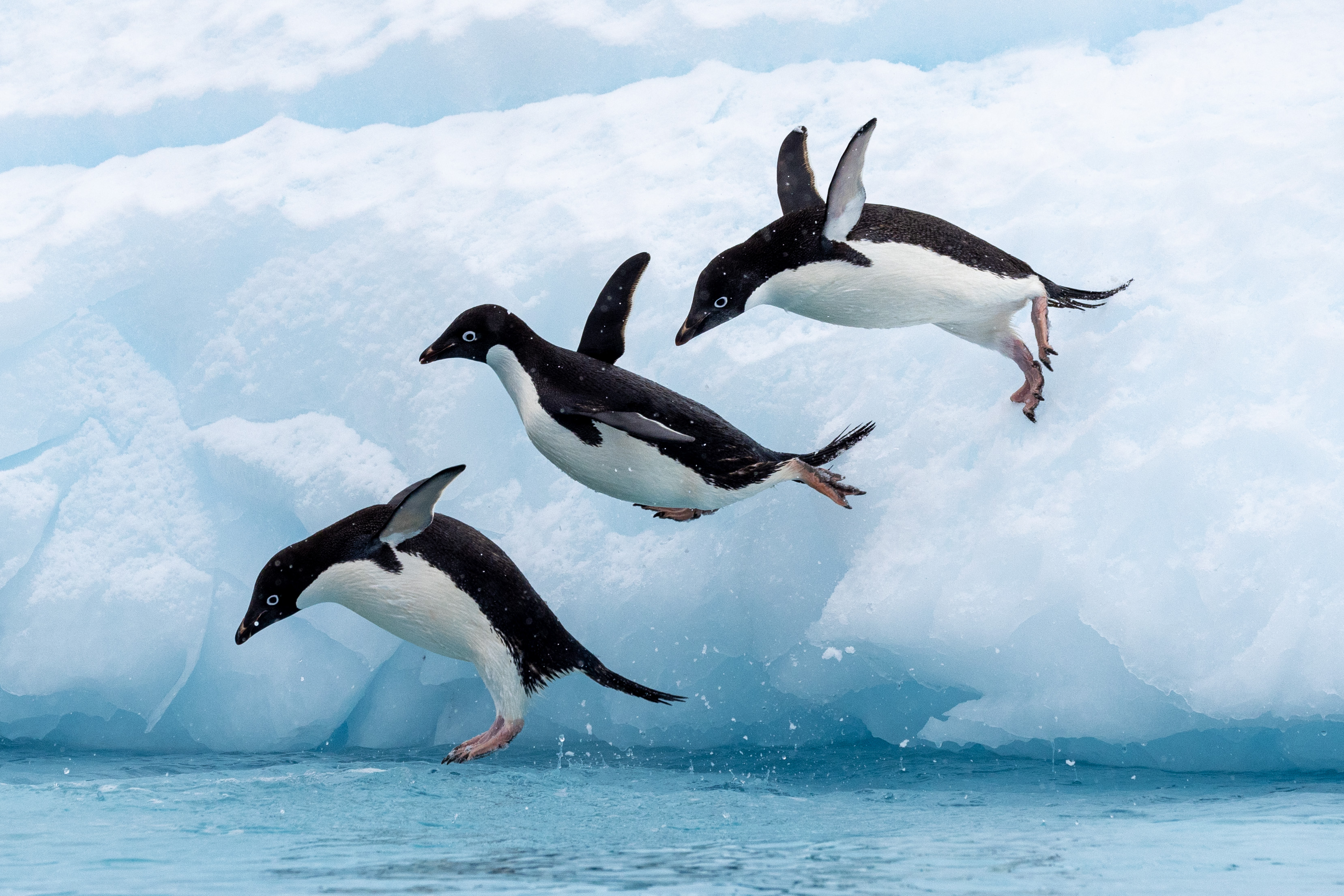 Antarctic Wonders: roundtrip cruise from Ushuaia