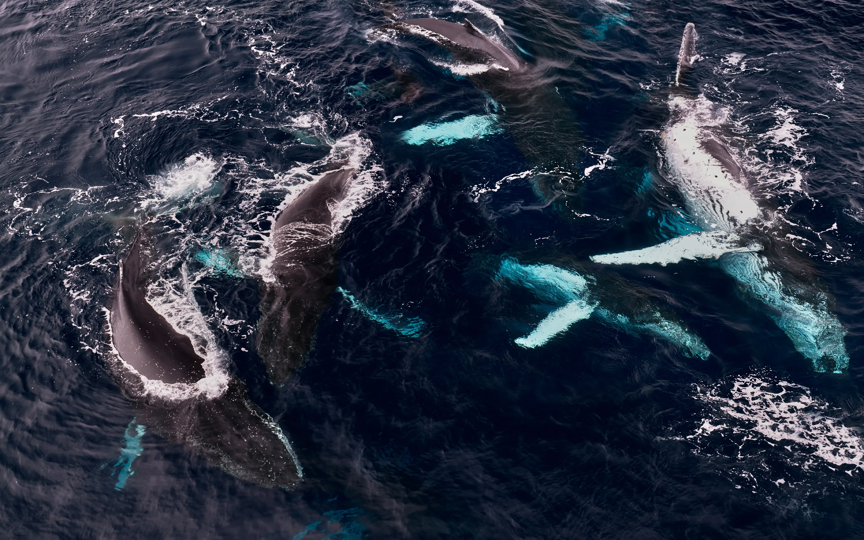 Expedition to Antarctica: Weddell Sea cruise — image 3