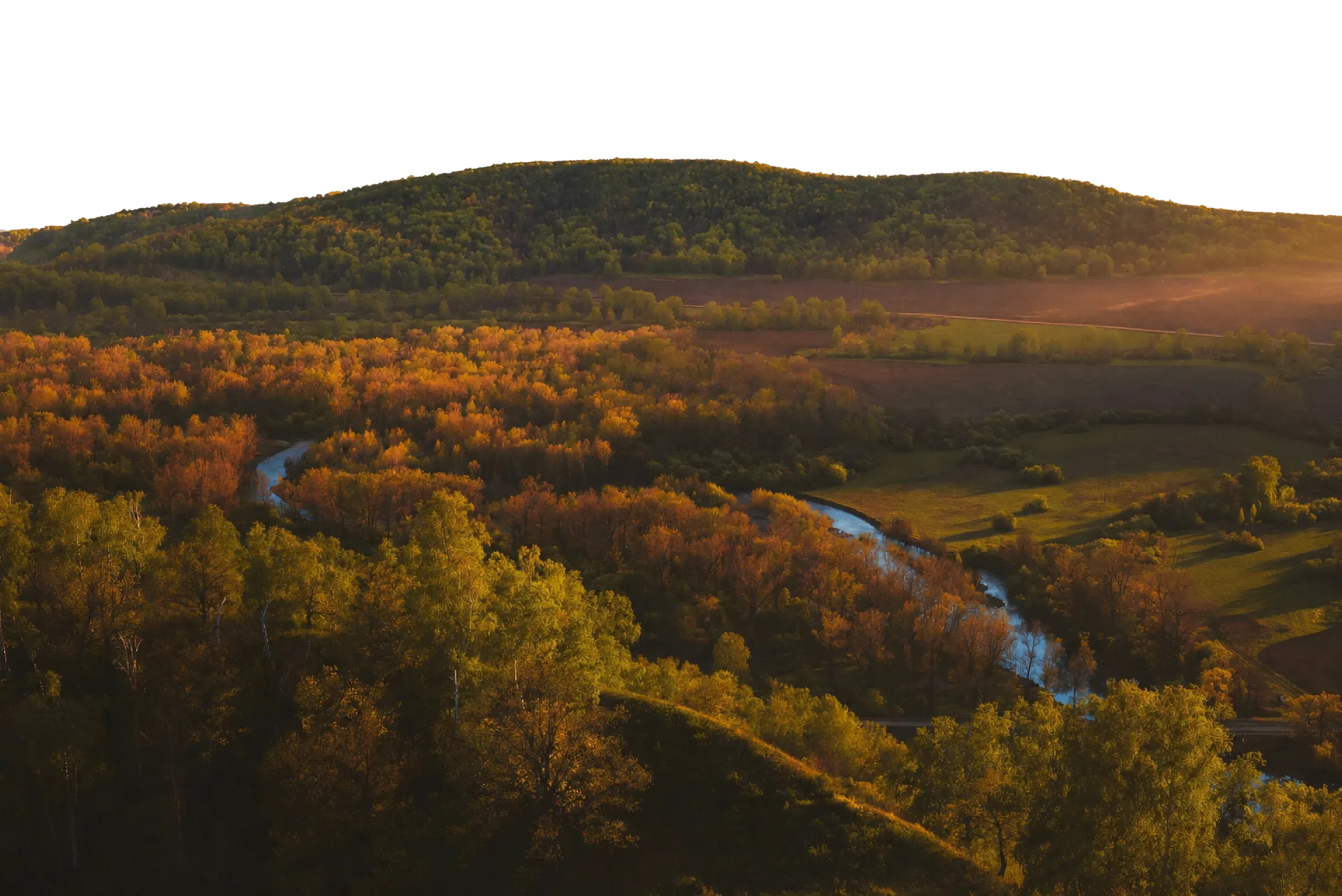 Foreground forest and trees at sunset