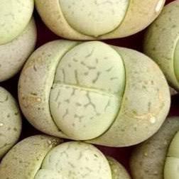 <em>L.</em> <em>karasmontana</em> <small>ssp.</small> <em>eberlanzii</em> <small>cv.</small> 'Avocado Cream'