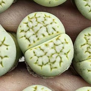 <em>L.</em> <em>julii</em> <small>ssp.</small> <em>julii</em> , C205