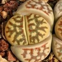 <em>L.</em> <em>dorotheae</em> , C300