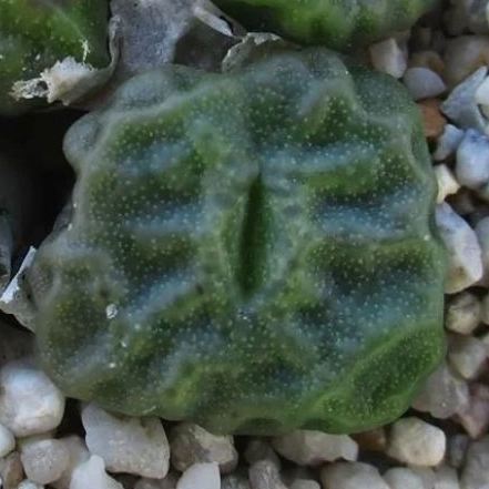 <em>С.</em> <em>angelicae</em> <small>ssp.</small> <em>tetragonum</em>