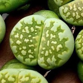 <em>L.</em> <em>julii</em> <small>cv.</small> 'Nine Rivers ZW'