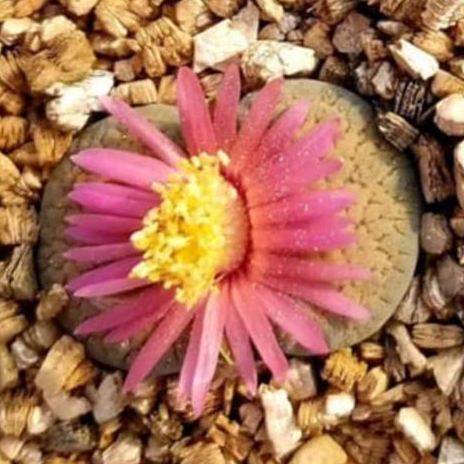 <em>L.</em> <em>verruculosa</em> <small>var.</small> <em>verruculosa</em> <small>cv.</small> 'Rose of Texas'