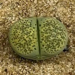 <em>L.</em> <em>terricolor</em> <small>cv.</small> 'Speckled Gold'