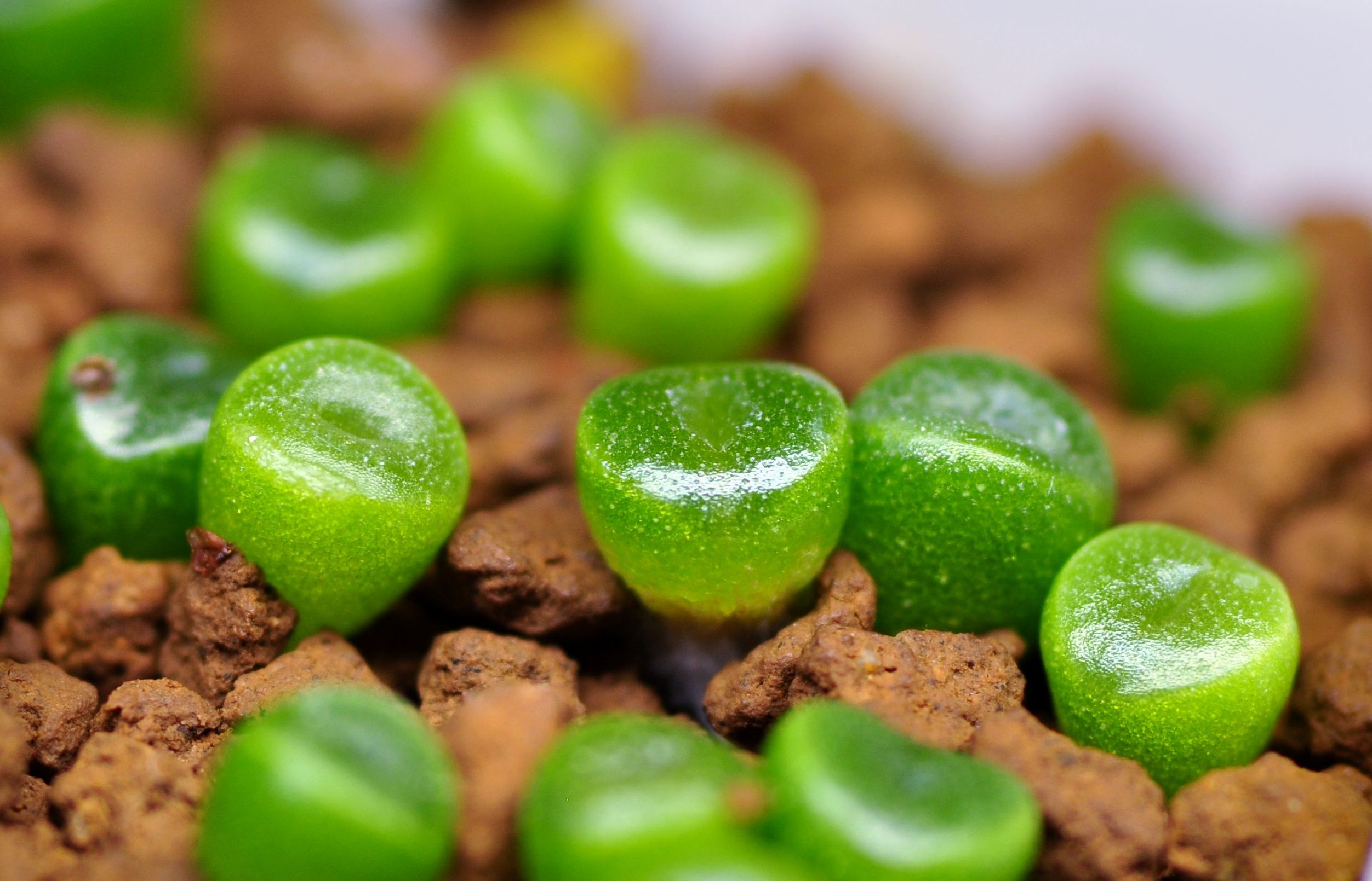 Lithops seedlings