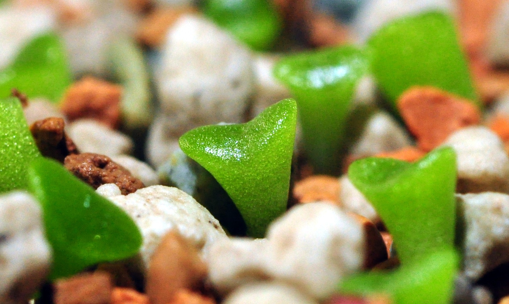 Lithops seedlings