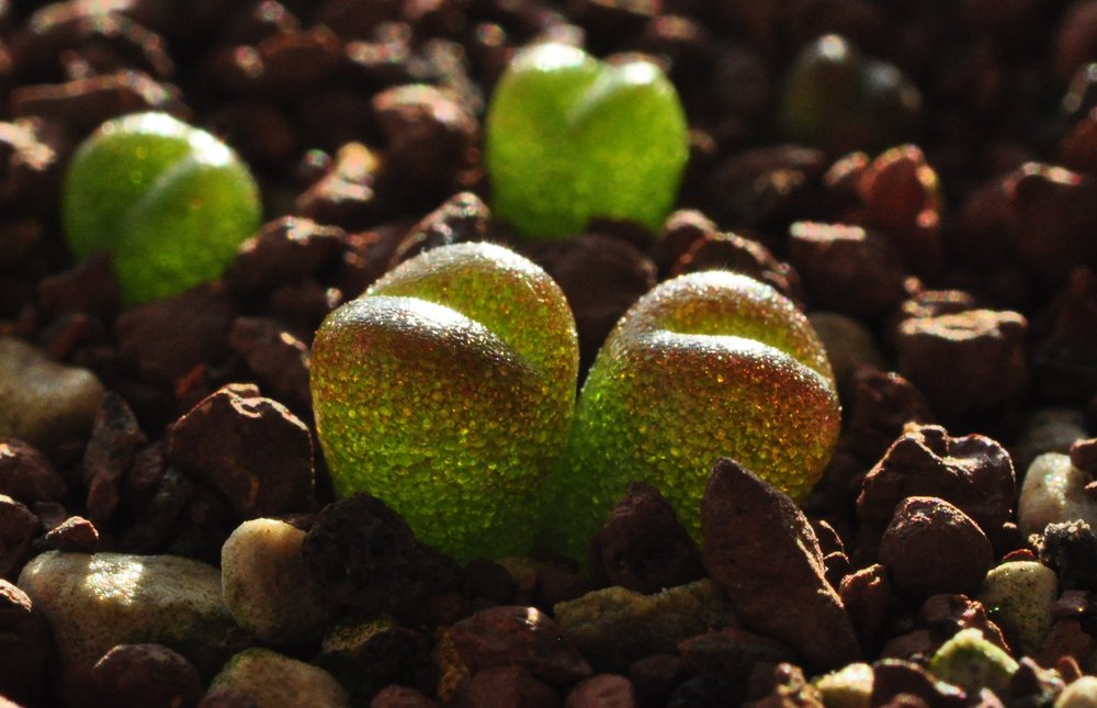 Lithops seedlings