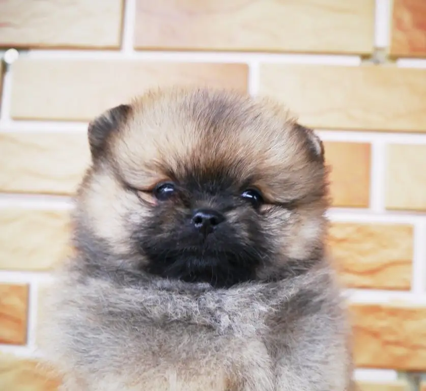 Pomeranian