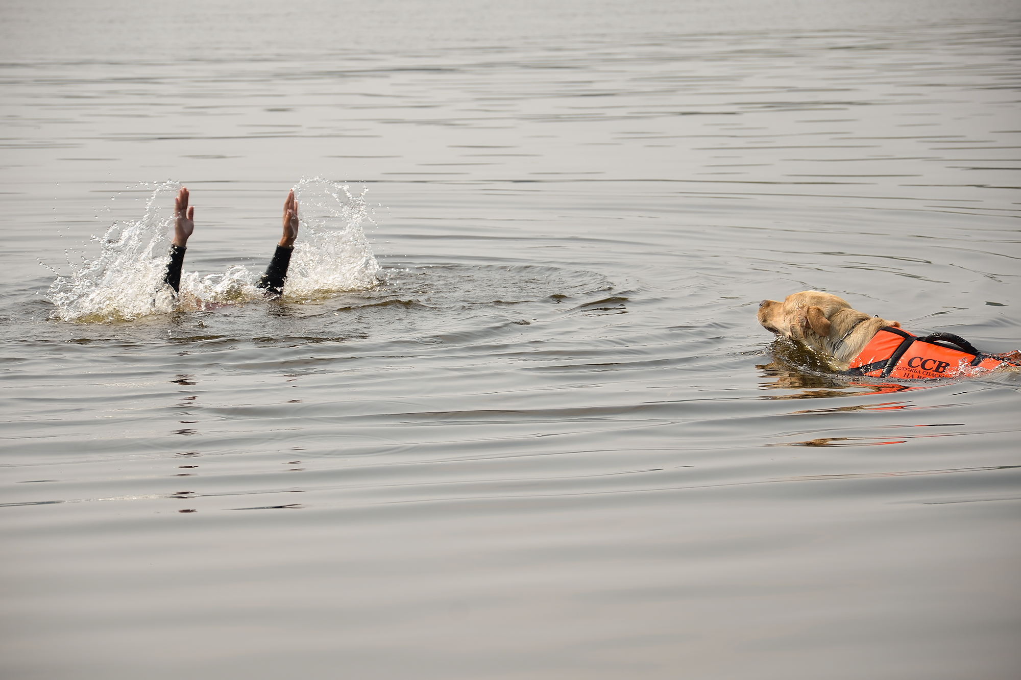 Спасательные собаки на воде. Спасение на Водах собаки. Спасение на воде. Собаки МЧС на воде. К чему снится вытащить из воды