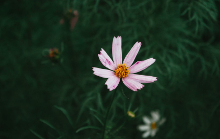 Клещи. И речь не об инструменте