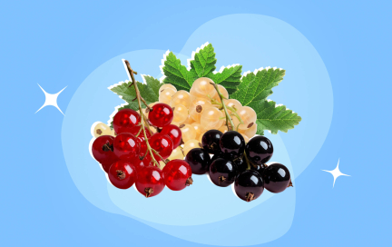 Смородина — суперфуд для молодости, здоровья и ума с ярким вкусом