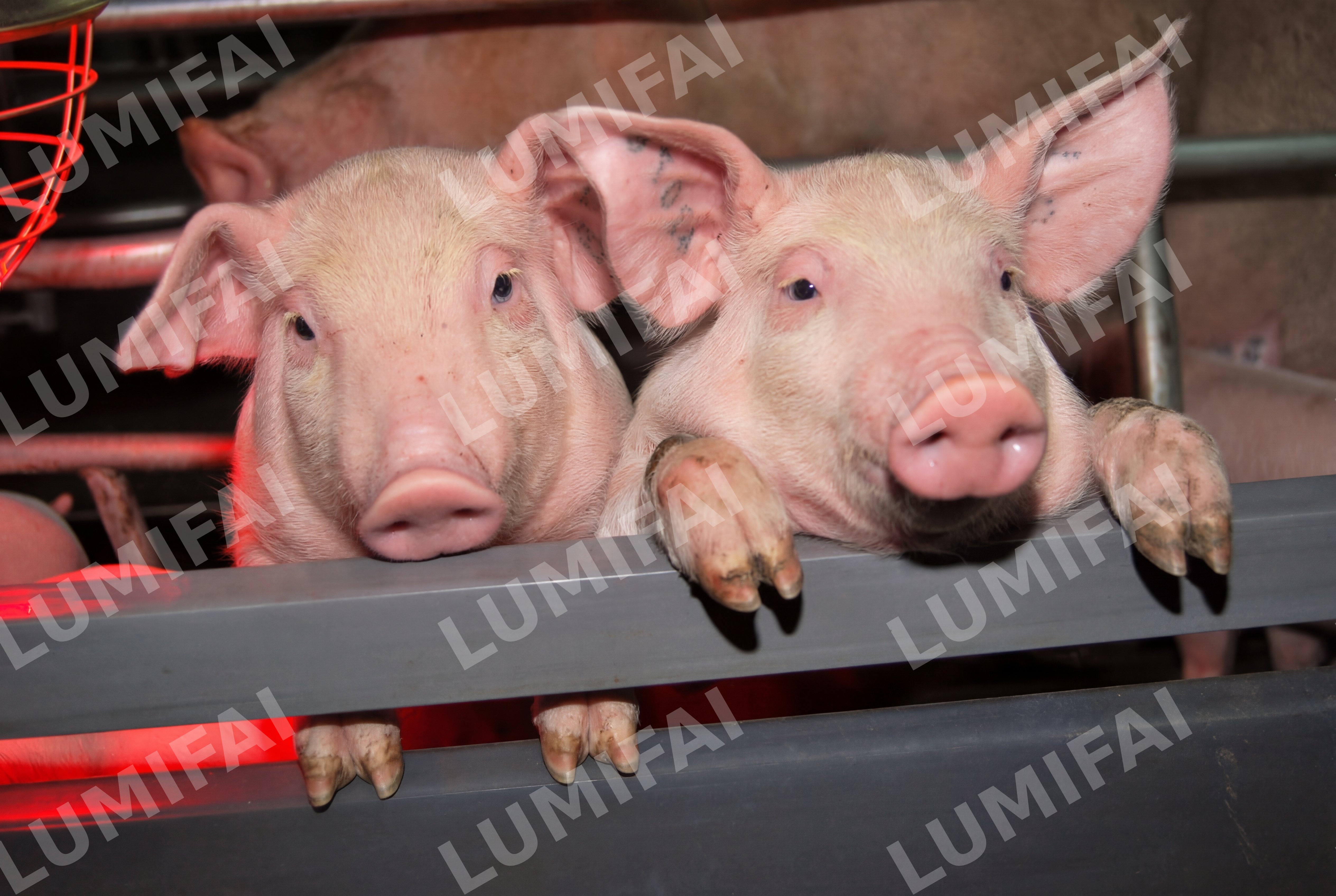 Промт для восстановления и улучшения четкости фото с животными