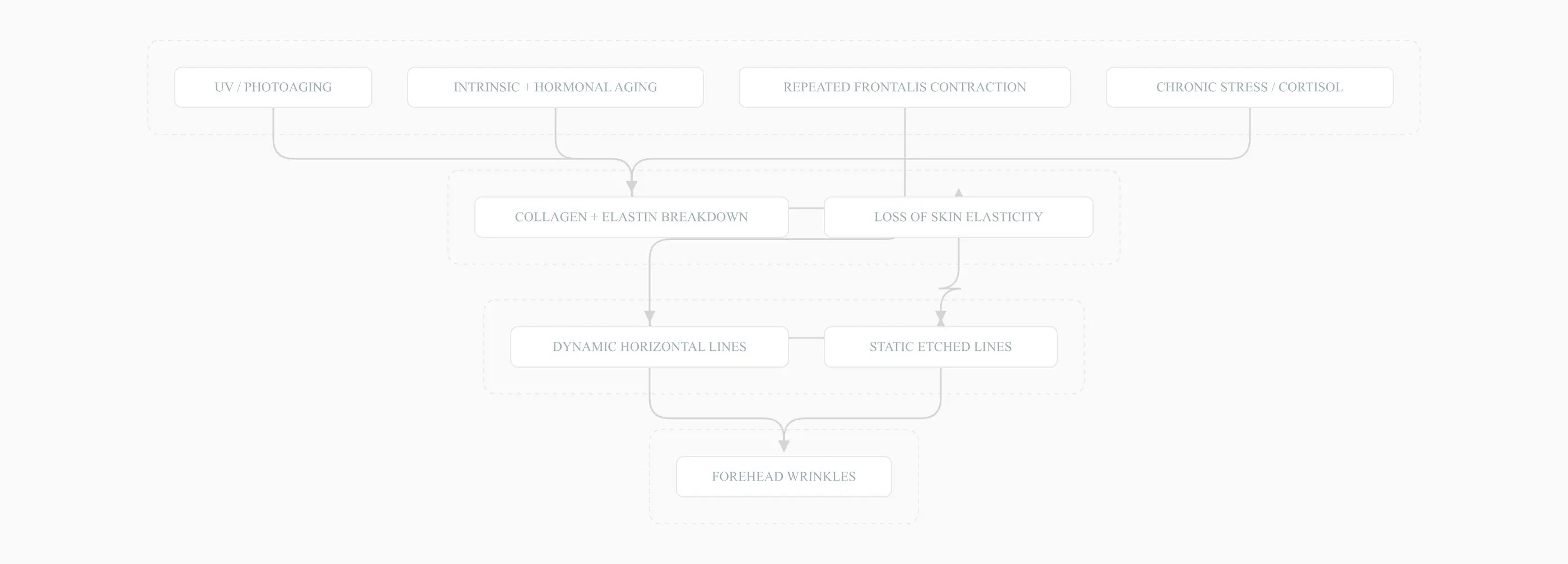 Forehead wrinkle formation pathway, from aging and muscle use through to etched lines