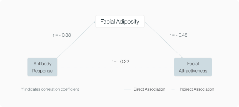 Triangle diagram linking facial adiposity, antibody response and facial attractiveness with their correlation coefficients