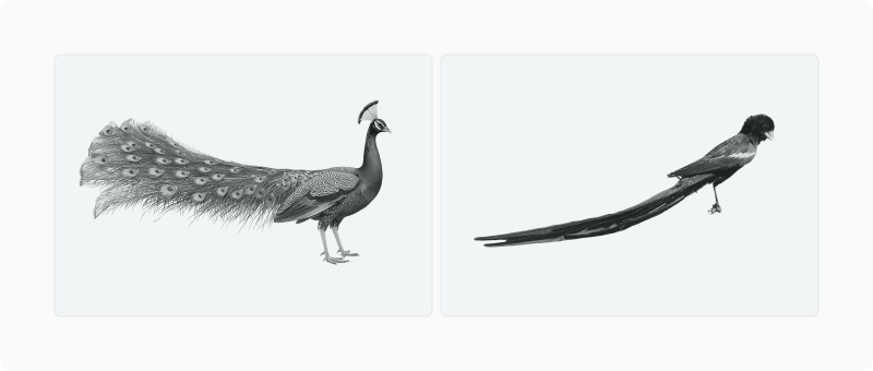 A peacock with its full tail beside a long-tailed widowbird, illustrating evolutionarily exaggerated traits