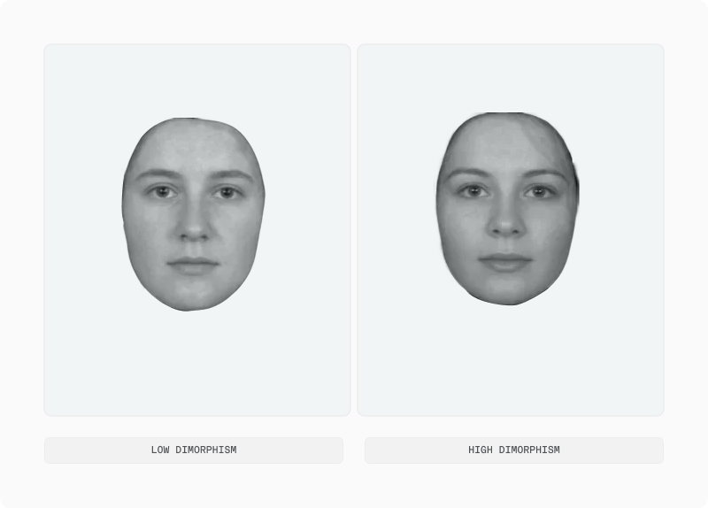 Three female portraits ranked from low to high dimorphism in a single row