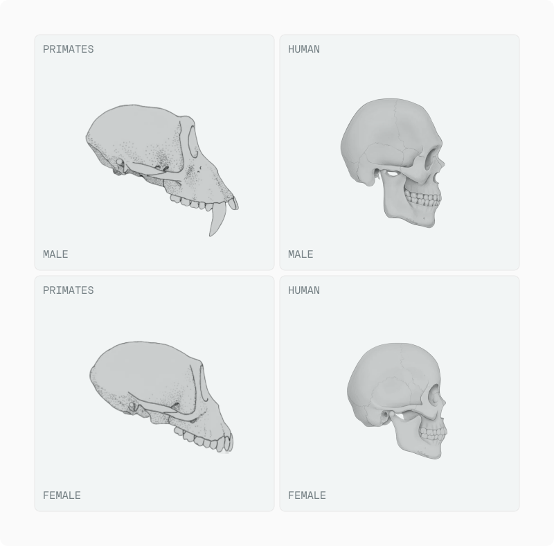 Composite-face panels showing masculinised, neutral and feminised stimuli in two ethnicities