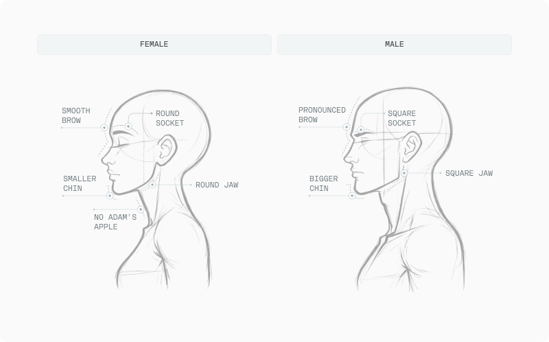 Side-view illustrations of female and male heads labelling jaw, brow, chin and Adam's apple differences