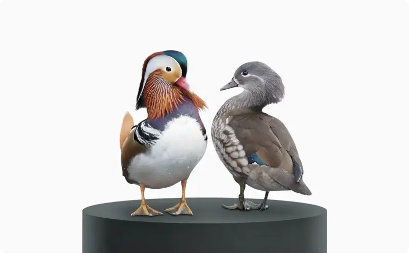 Mandarin duck pair illustrating extreme plumage dimorphism between male and female birds