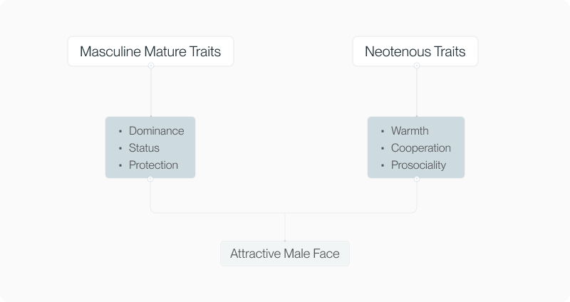 Diagram pairing masculine mature traits (dominance, status, protection) with neotenous traits (warmth, cooperation, prosociality) leading to attractive male face