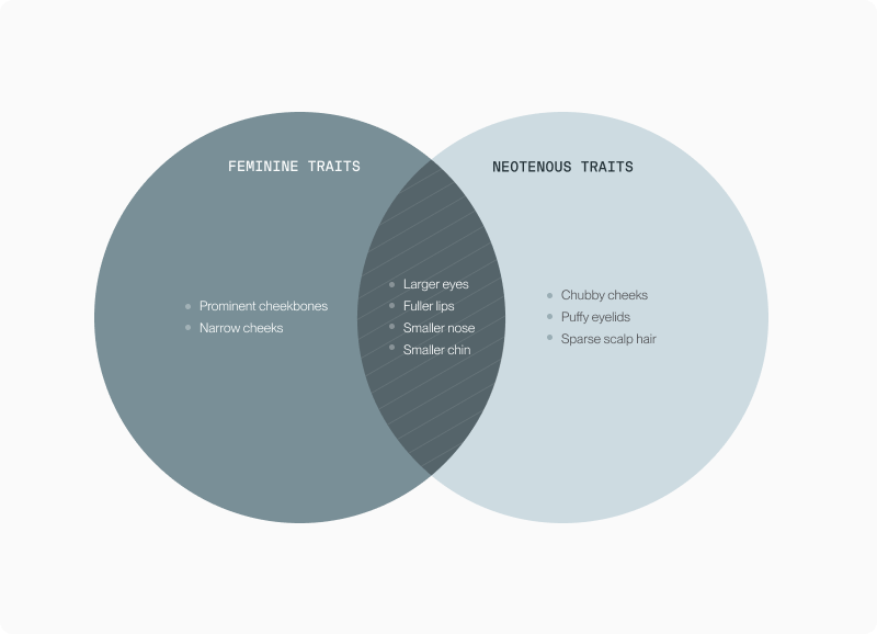Venn diagram of feminine traits and neotenous traits with shared elements like larger eyes, fuller lips, smaller nose and chin