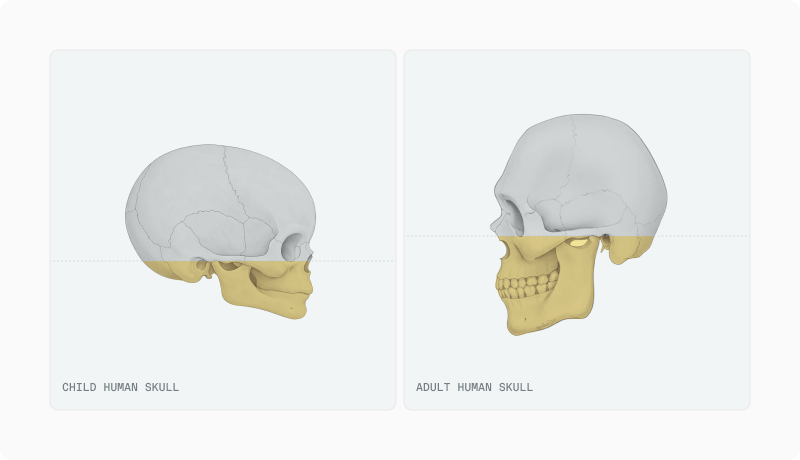 Side-view illustrations of a child skull and an adult skull contrasting cranial vault and jaw proportions