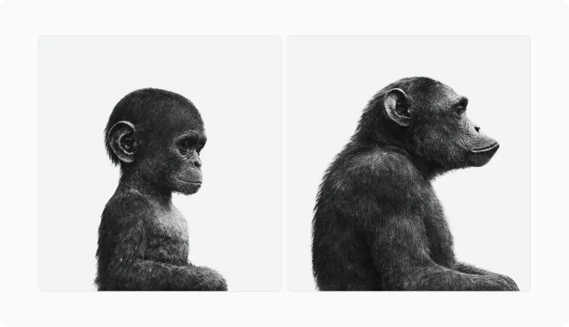 Profile photographs of a juvenile chimpanzee beside an adult chimpanzee showing cranial growth