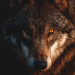 Взгляд одинокого волка