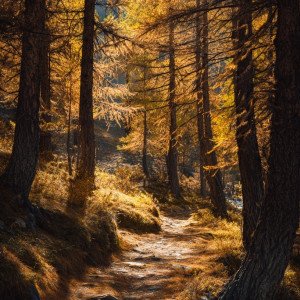 Золотая тропа Домбая