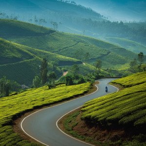Дорога среди чайных холмов