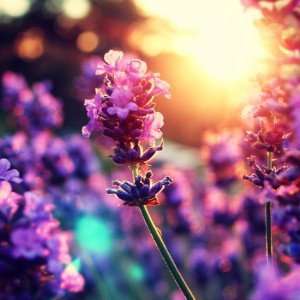 Лавандовый рассвет