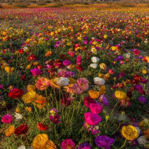 Утреннее море цветов