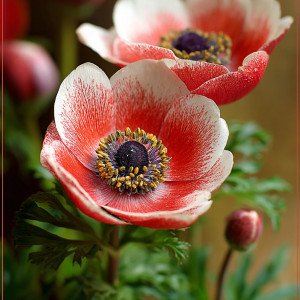 Узорчатые анемоны