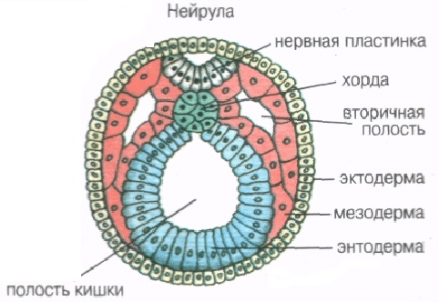 структуры и зародышевые листки