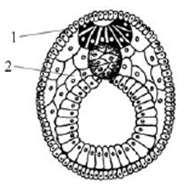 структуры и зародышевые листки
