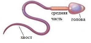 строение сперматозоида
