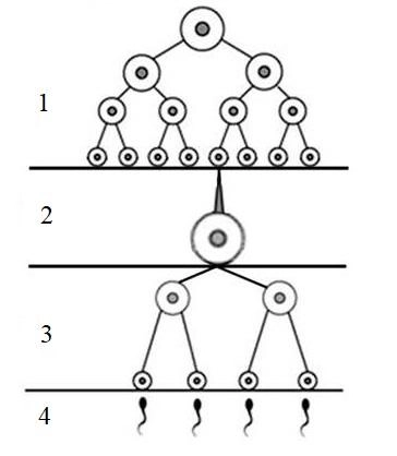 сперматогенез это
