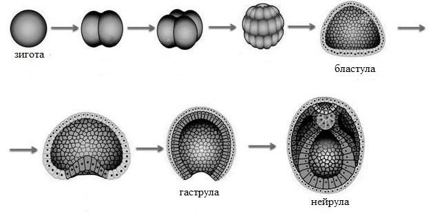 размножение человека
