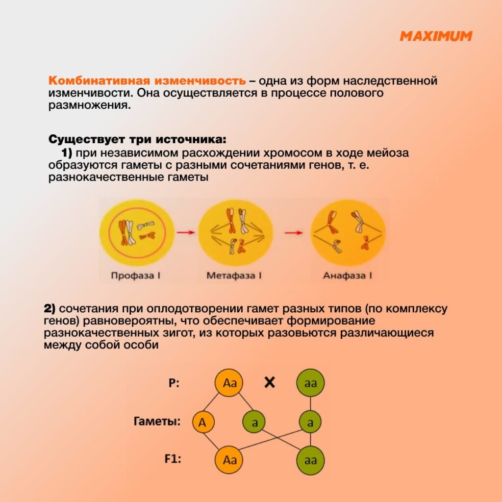 комбинаторная изменчивость 1